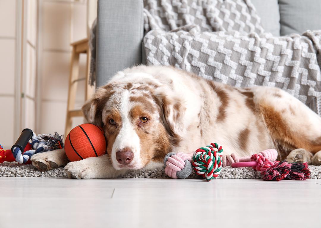 A fluffy Australian Shepherd dog lying on the floor with various dog toys.