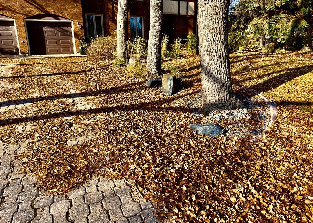 Autumn yard of a private house in Canada covered with yellow leaves.