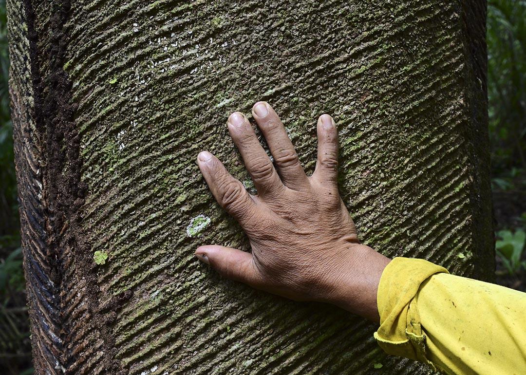 Hand touching the scars of a rubber tree (Hevea brasiliensis) near the Anajas riverbank in the Amazonia region, Marajo, near Anajas city, Para state, Brazil.