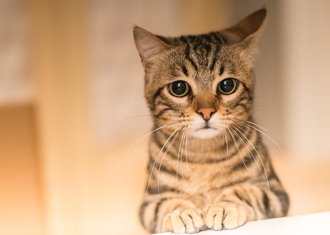 A sad tabby cat at home.