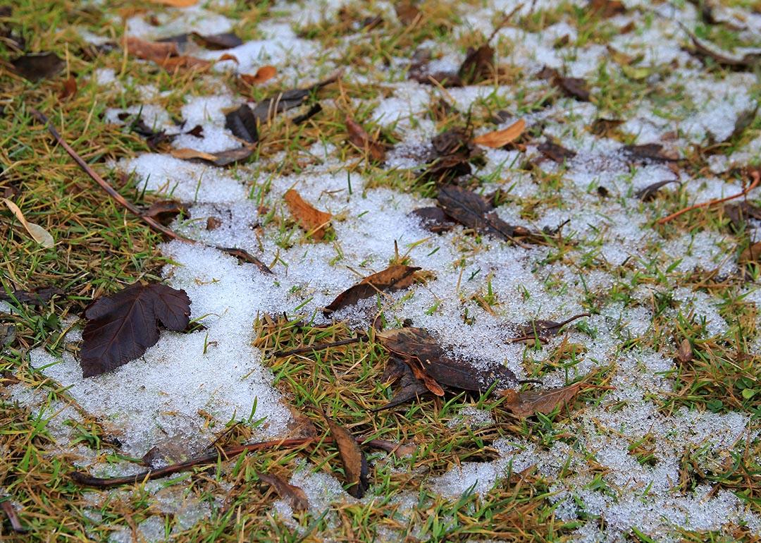 First white snow lay on the grass covered with red and yellow leaves in autumn. 