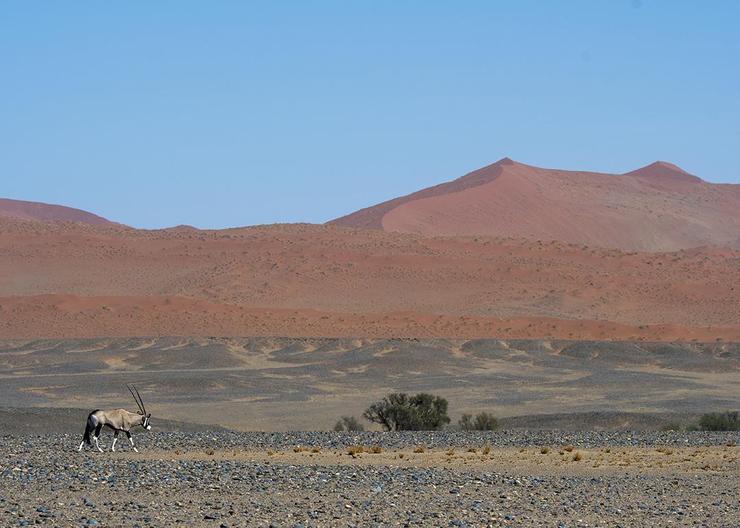 A South African oryx, also called 'Gemsbok' or 'gemsbuck' walking by a water hole in a desert area in Namib-Naukluft National Park in Namibia.