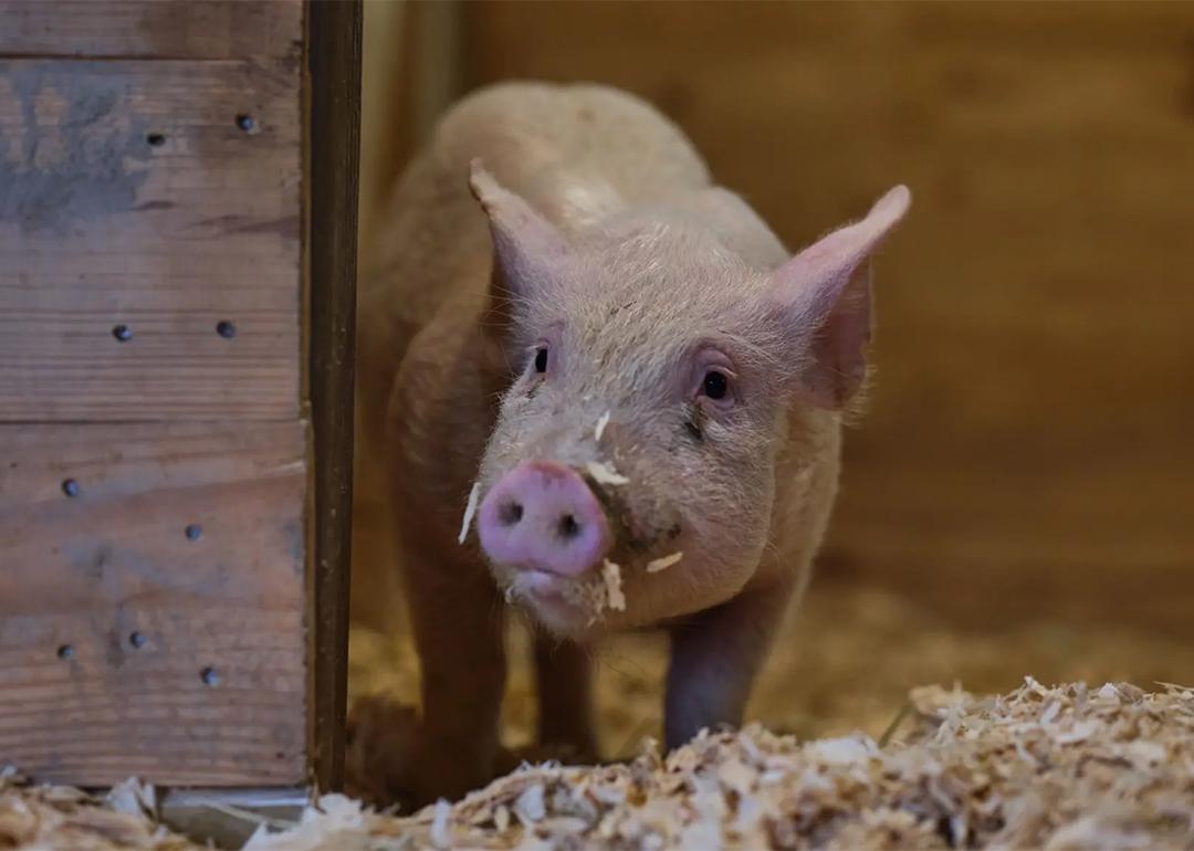 Dawn, a Yorkshire pig, is a part of the cultivated pork efforts by startup, Mission Barns.