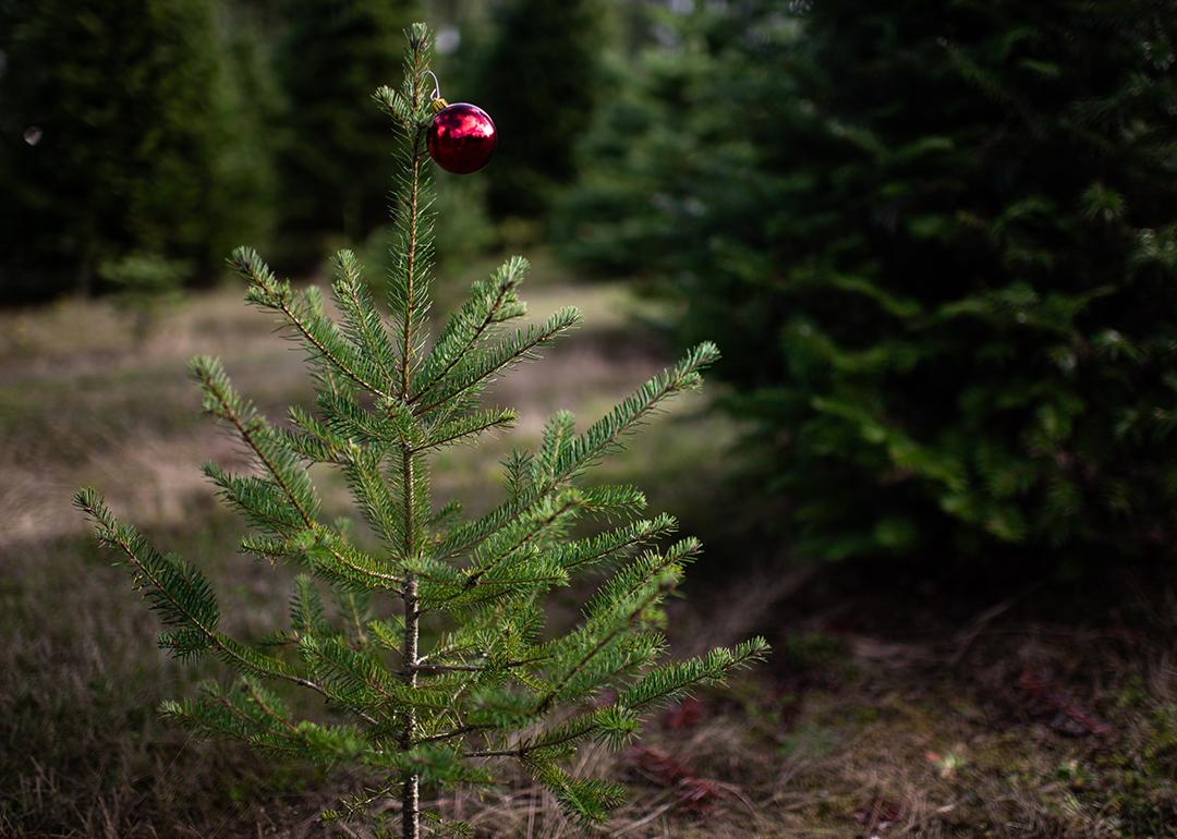 A small pine tree with a single red ball ornament.