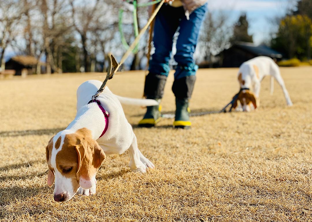 Dogs taken to a winter park by their walker.