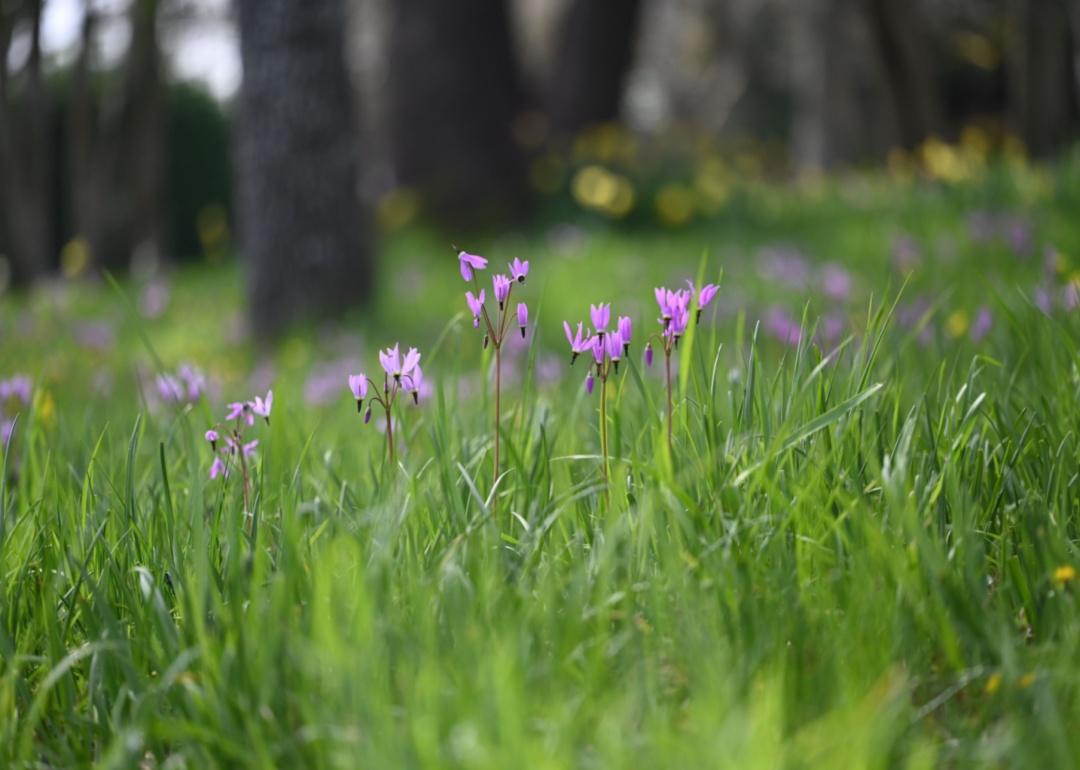 Broad-leaved Shooting Star wildflowers in a Garry Oak meadow on Vancouver Island, British Columbia.