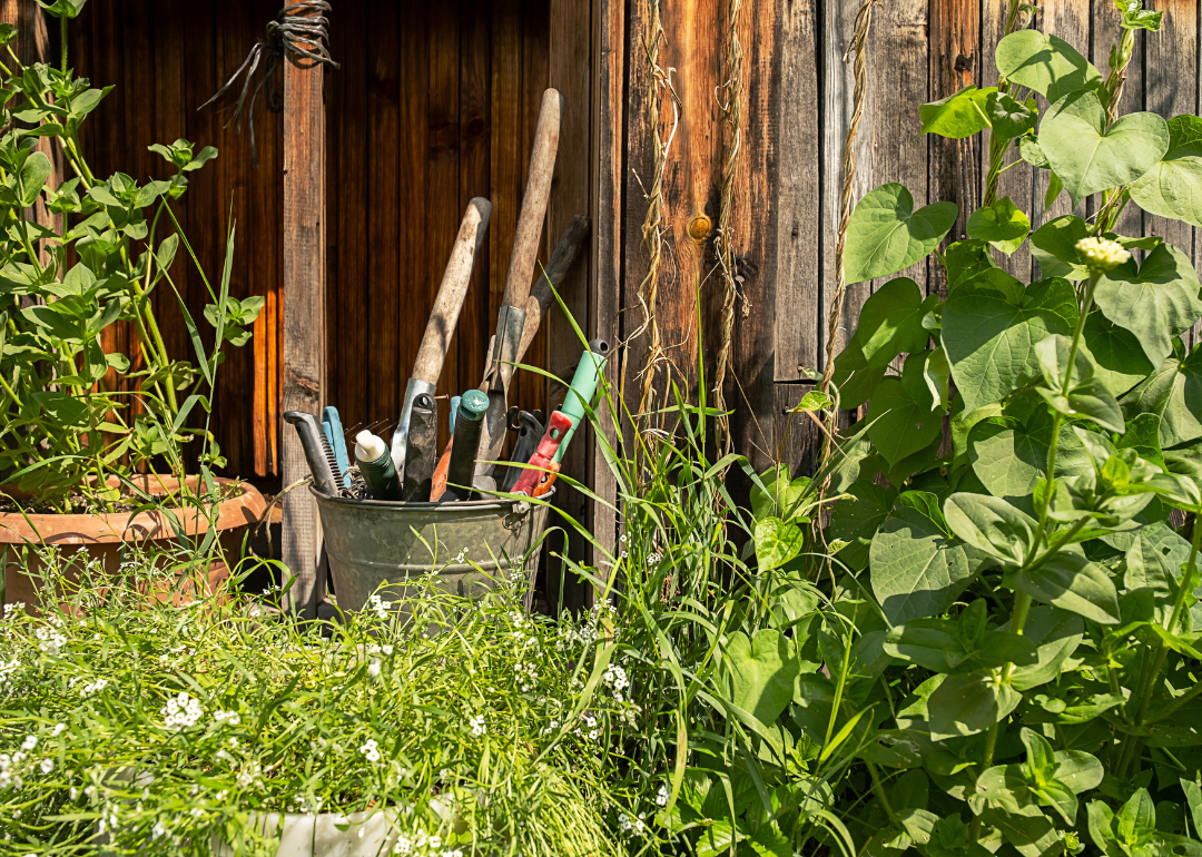 Garden tools in metal bucket against a wooden shed wall in a garden. 