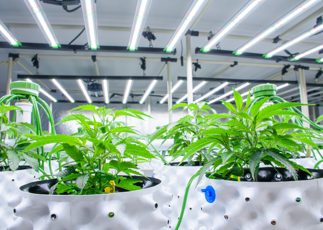 Close up of cannabis plants in white pots in a modern greenhouse with solar panels and automatic watering system.