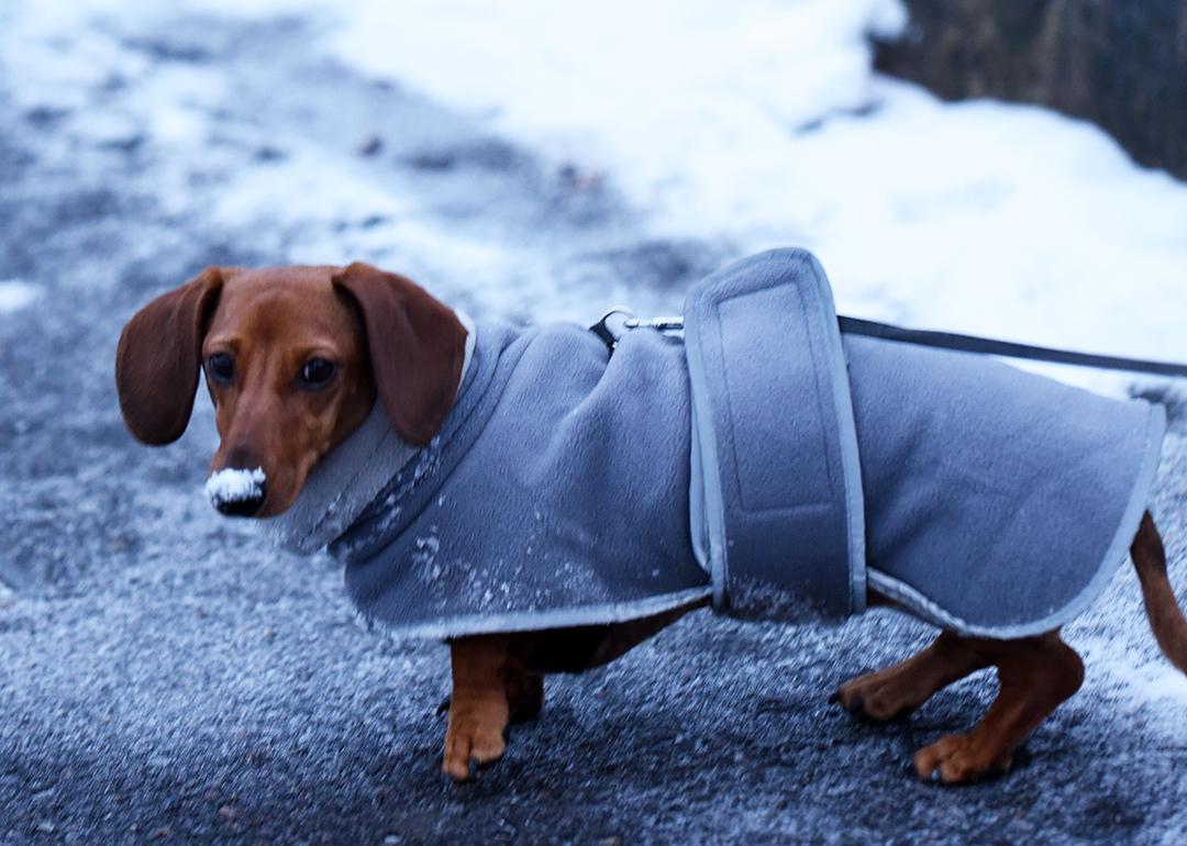 A dachshund wearing a winter coat with snowy outdoors.