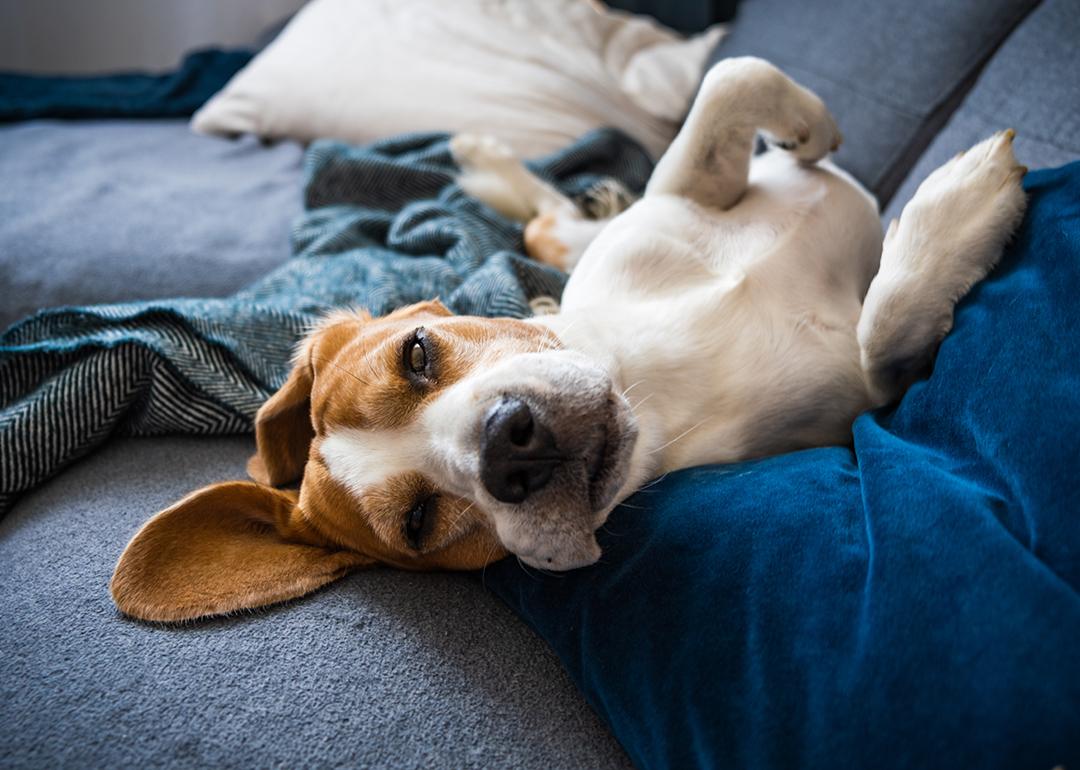 A beagle dog lying to sleep on a couch.