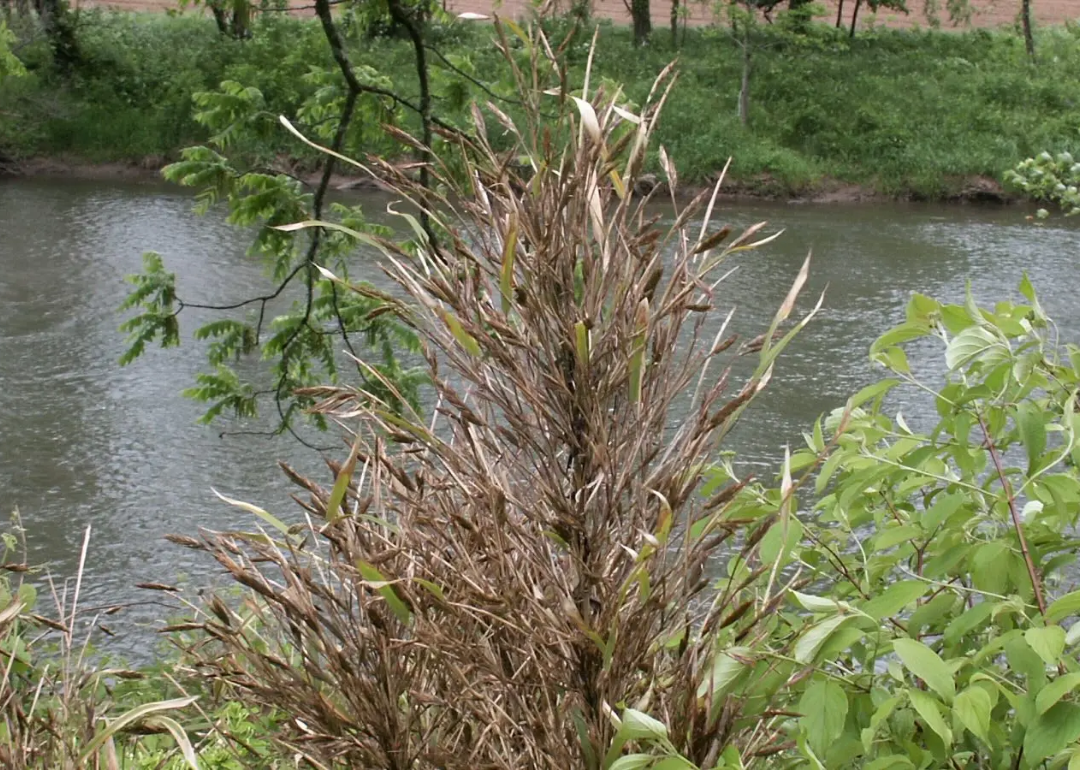 Rivercane, a bamboo plant native to North America that used to line streams, rivers, and bogs of the Southeast.