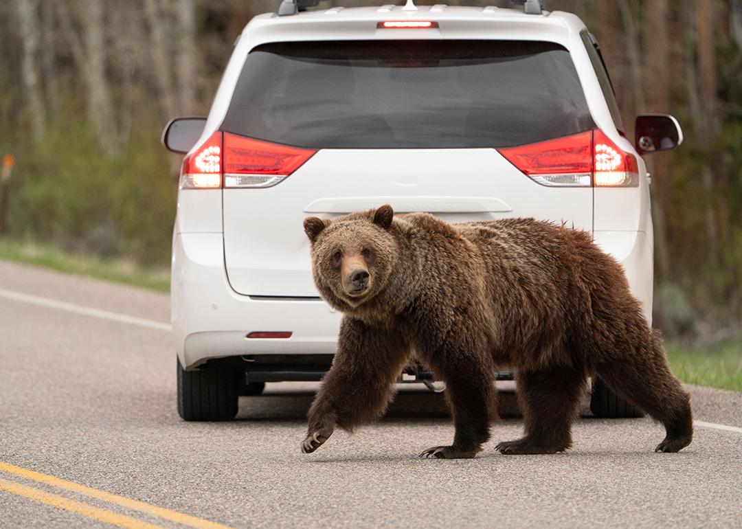 A Grizzly bear crossing a road behind a parked car.