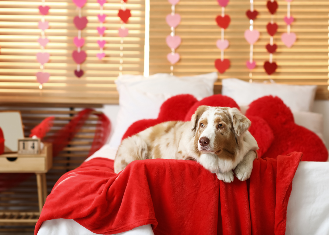 An Australian shepherd dog lying on bed in bedroom decorated for Valentine's Day.