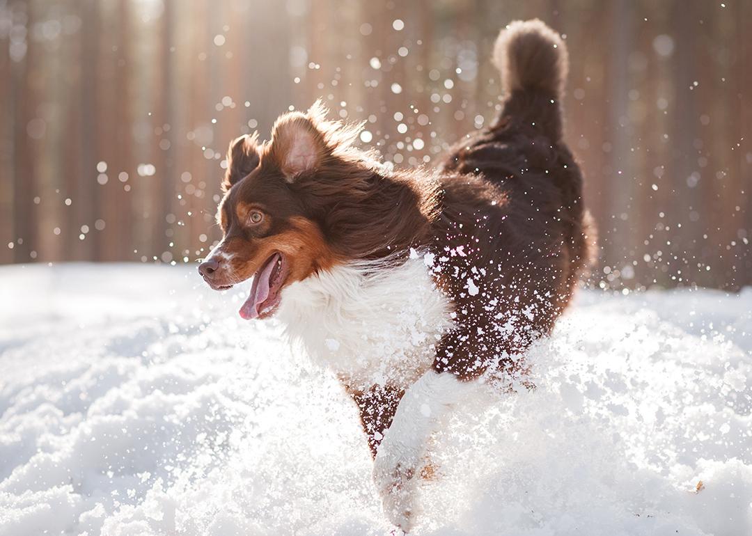 A brown Australian Shepherd dog dashing through the snow.