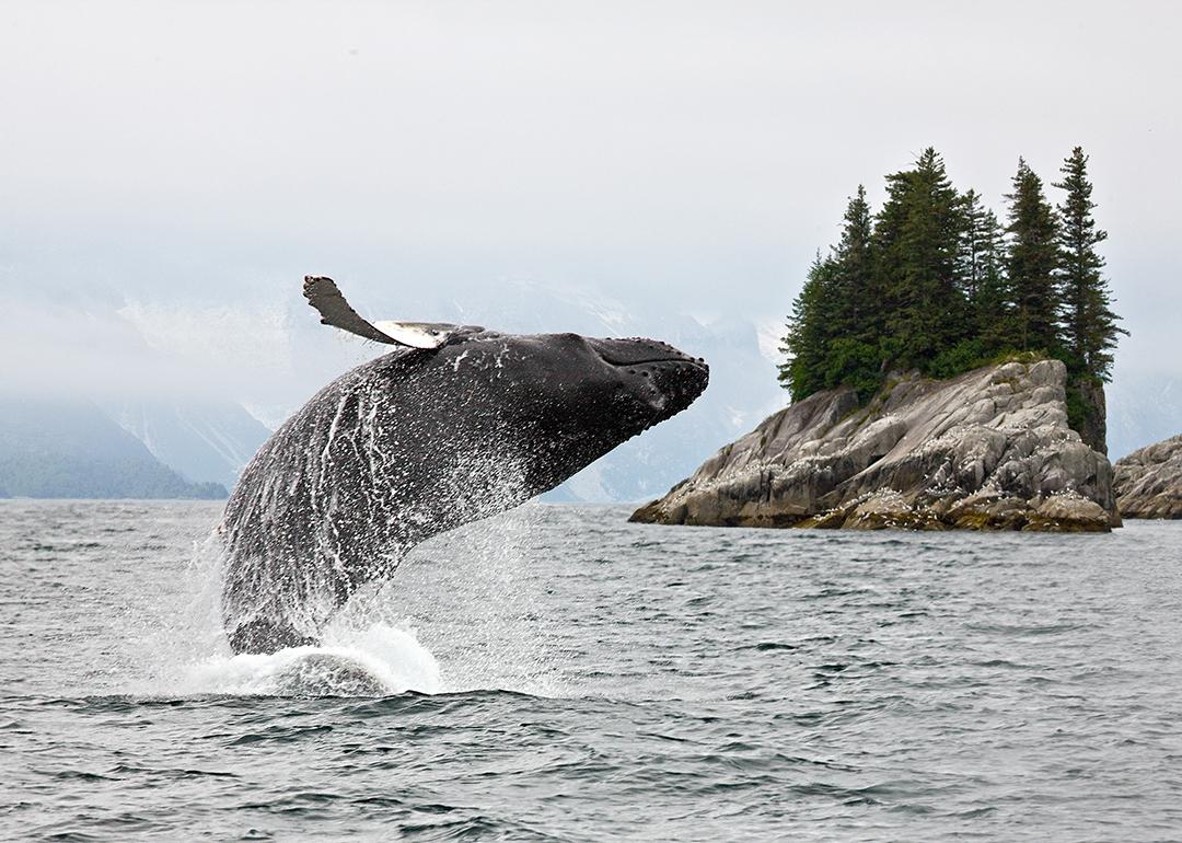 A humpback whale breaching water in Alaska.