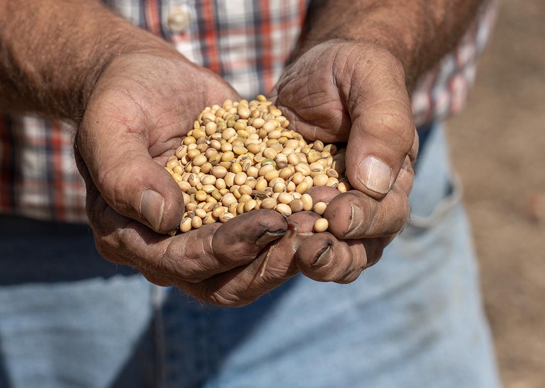 Farmer holding freshly harvested handful of soybeans.