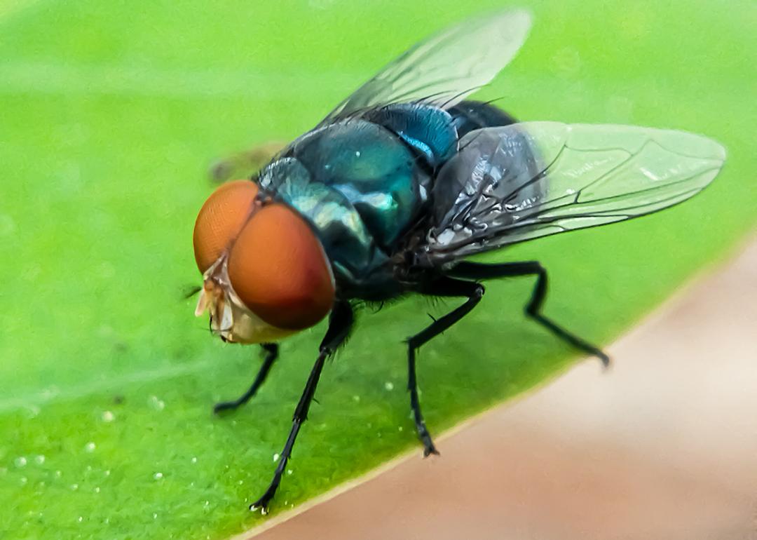 Cochliomyia hominivorax, also known as the New World screw-worm fly.