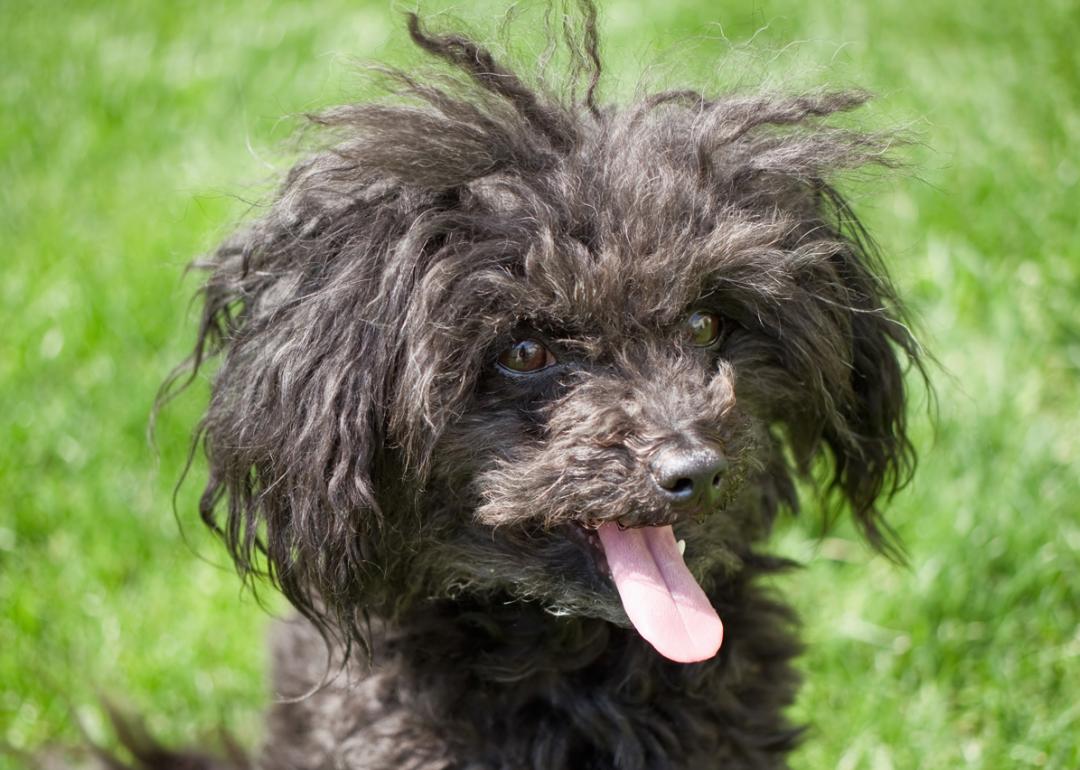 Close shot of a Russian Bolonka