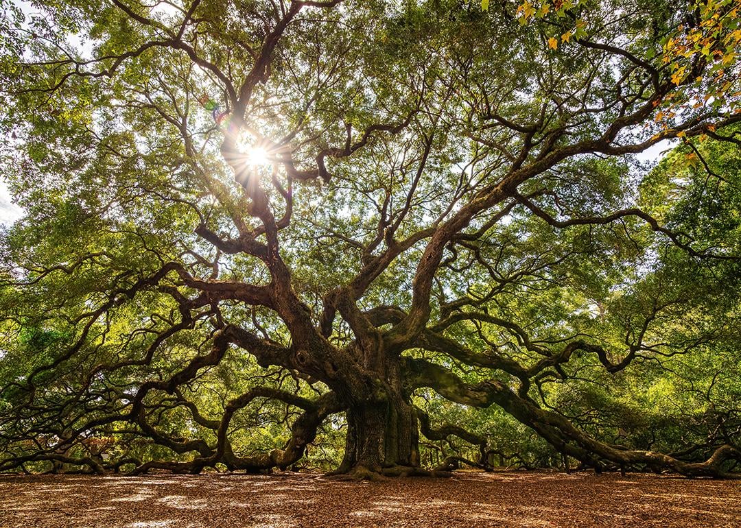 Sunlight seeping through a large majestic Angel Oak Tree near Charleston, South Carolina.