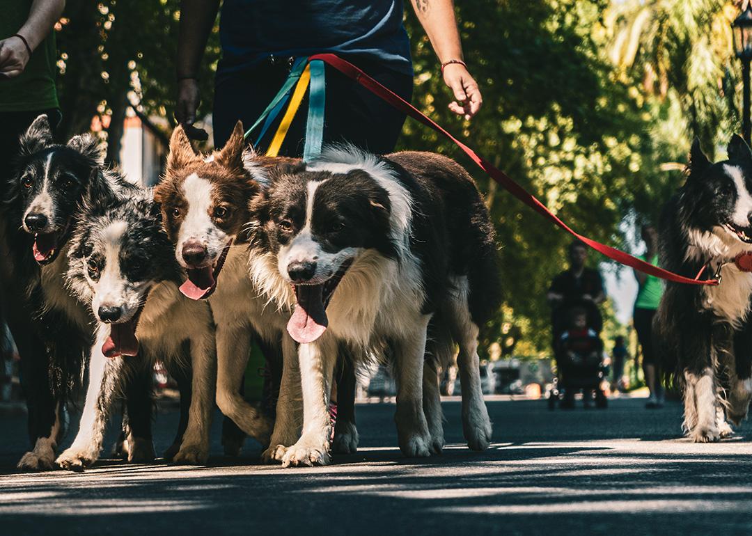 A pack of dogs with leash being walked in a park.