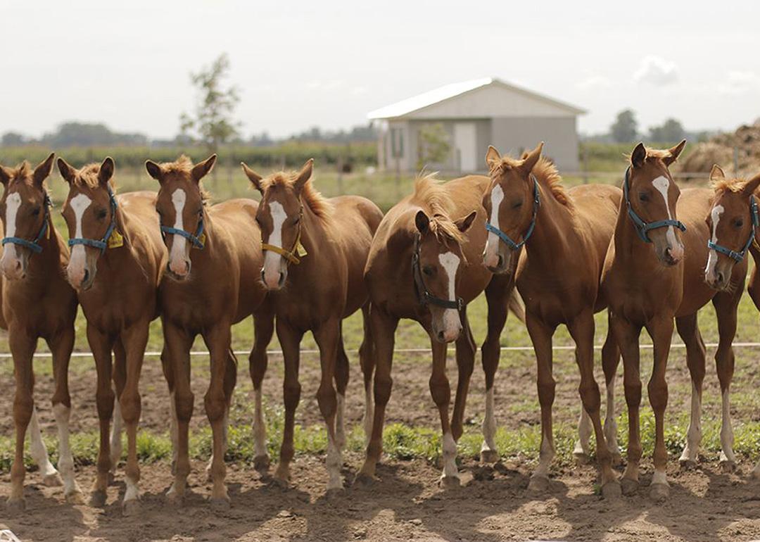 Eight clones of Virolita, one of the most valuable polo mares of her generation, produced by the Argentine laboratory Kheiron Biotech in 2016. This was one of the first successful cases of multiple cloning of a high-performance horse.