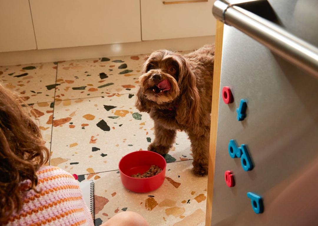 A dog at home eating from a bowl.