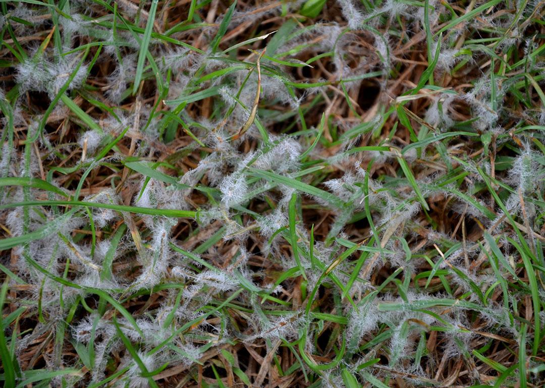Snow mold forms on lawn grass.