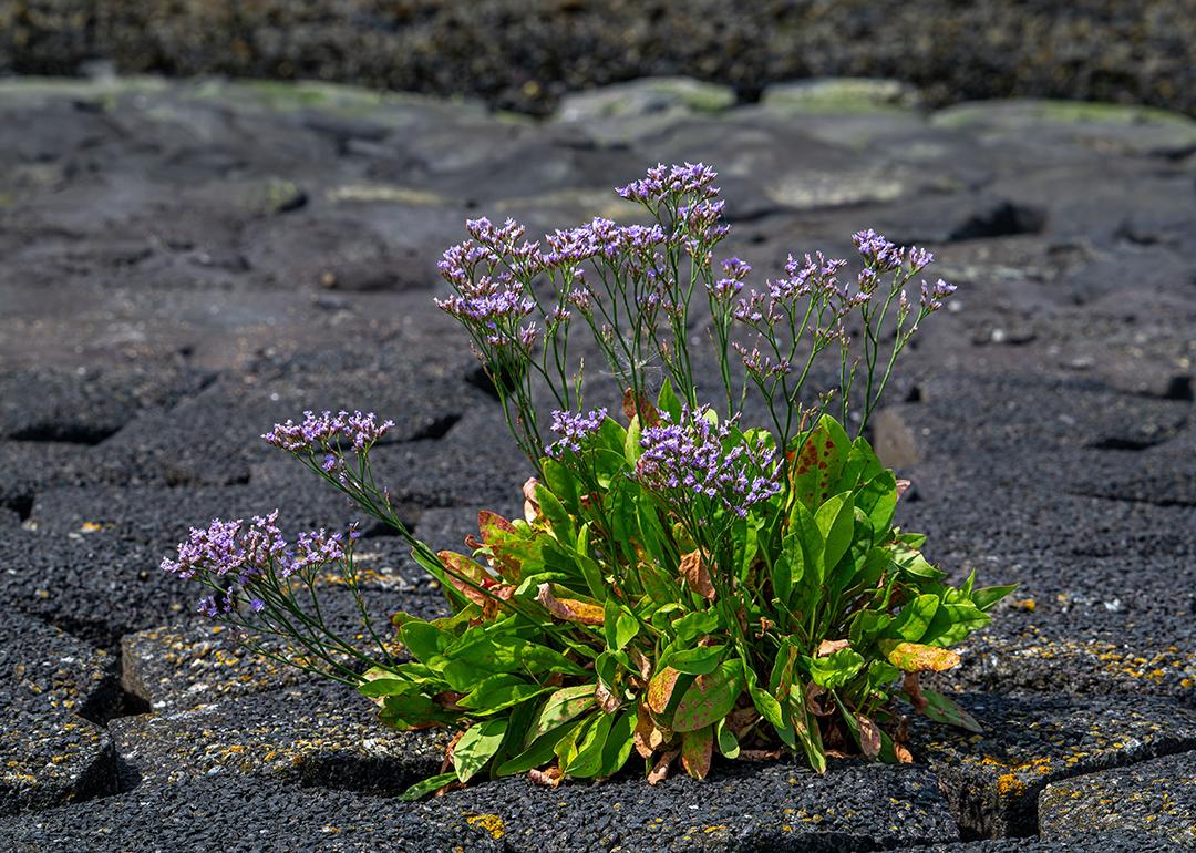 Common sea-lavender (scientific name: Limonium vulgare) in a dike along the North Sea coast in Zeeland, Netherlands. 