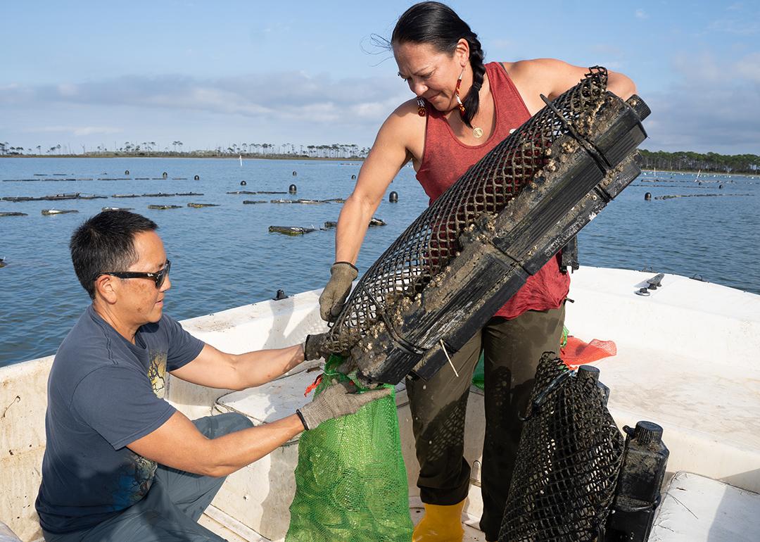A couple harvesting oysters at a coastal farm. 