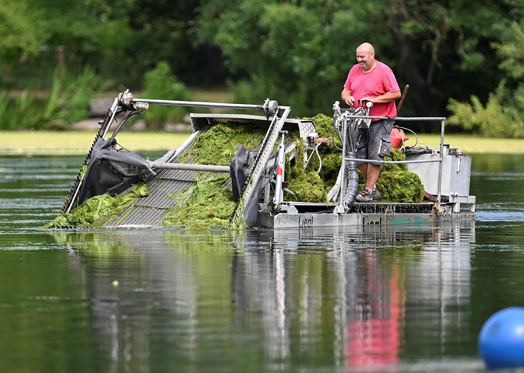 A coxswain in a mowing boat cutting hornwort plants in Max-Eyth lake, Stuttgart, Germany.