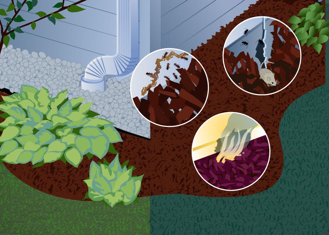 An illustration and focused shots of mulch and house pests.