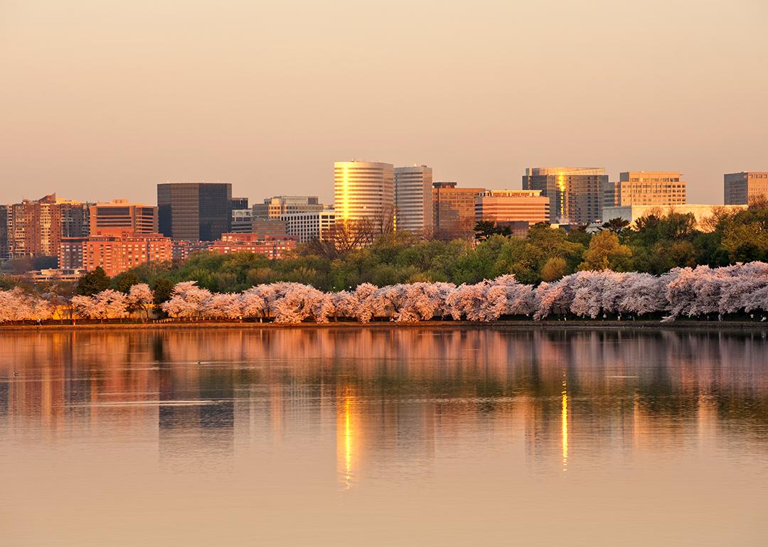 A sunrise view of a row of cherry blossom trees and the Rosslyn skyline reflected in the Tidal Basin in Virginia.