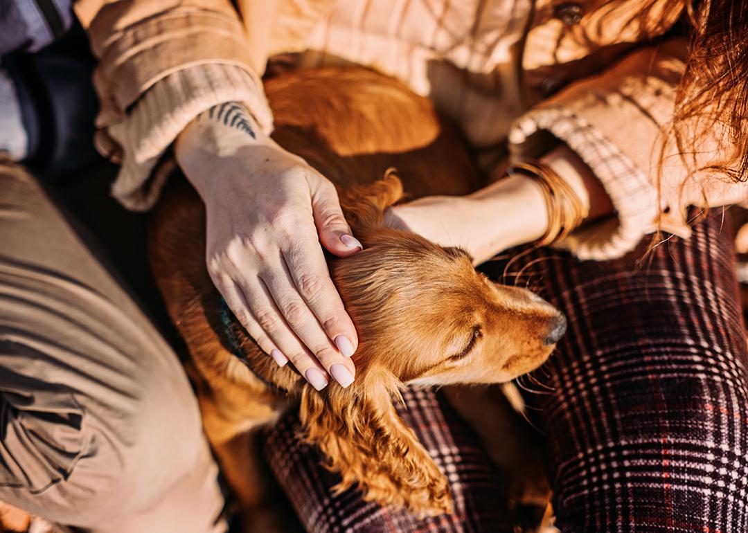 A dog rests on its owner's lap as they pet its head.