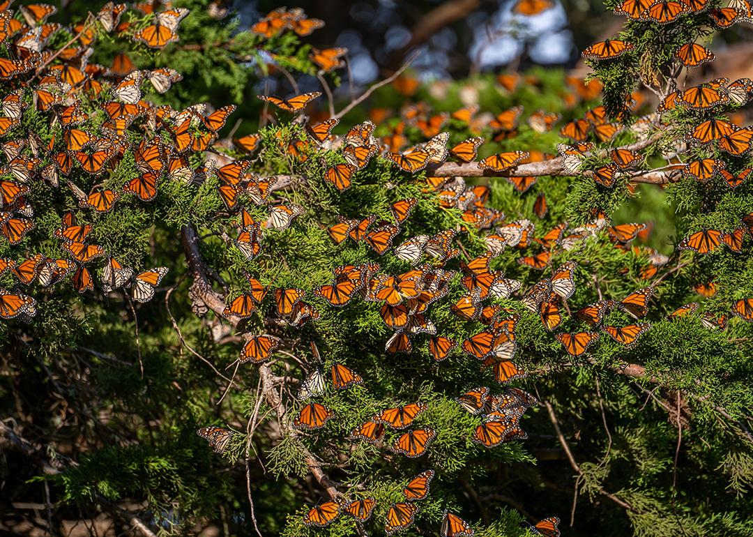 Migrating monarch butterflies on a pine tree. 
