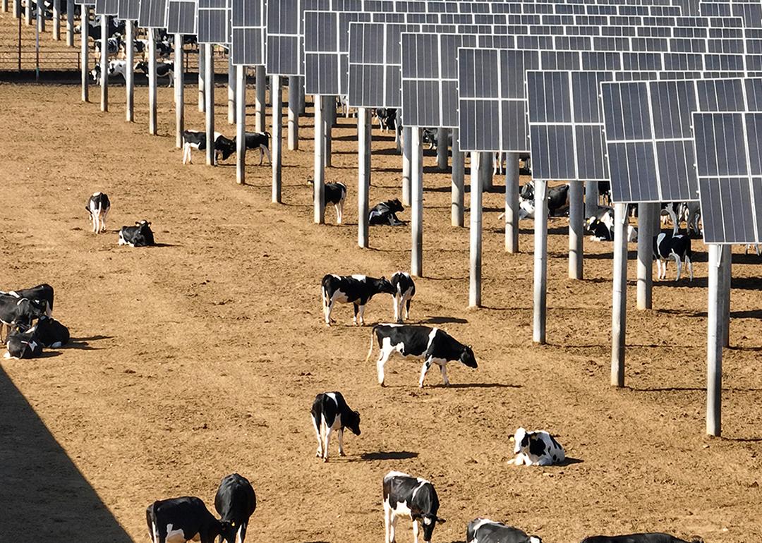 Cows seen grazing near solar panels at Ningxia Saishang Muyuan Animal Husbandry Ecological Breeding Enterprise in China.