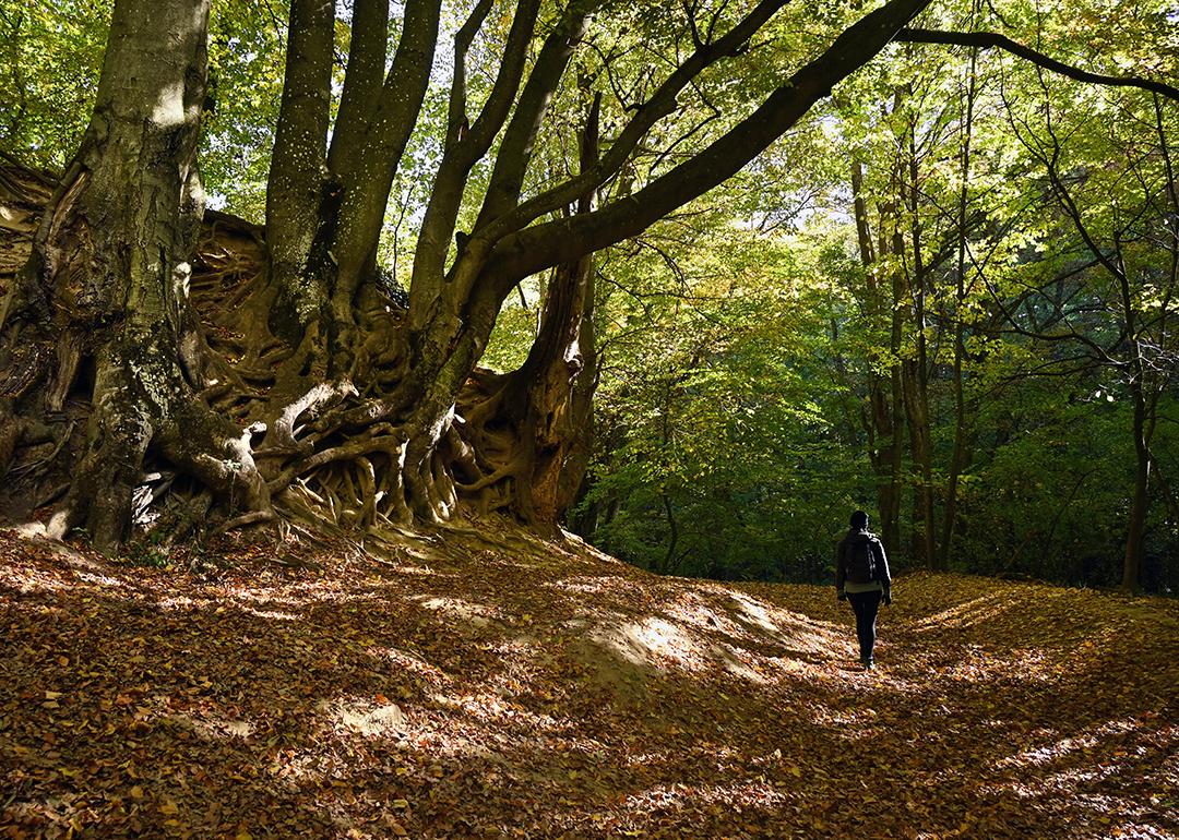 A solo hiker along the 'Roman Bath' trail in Bakonynána, Hungary.