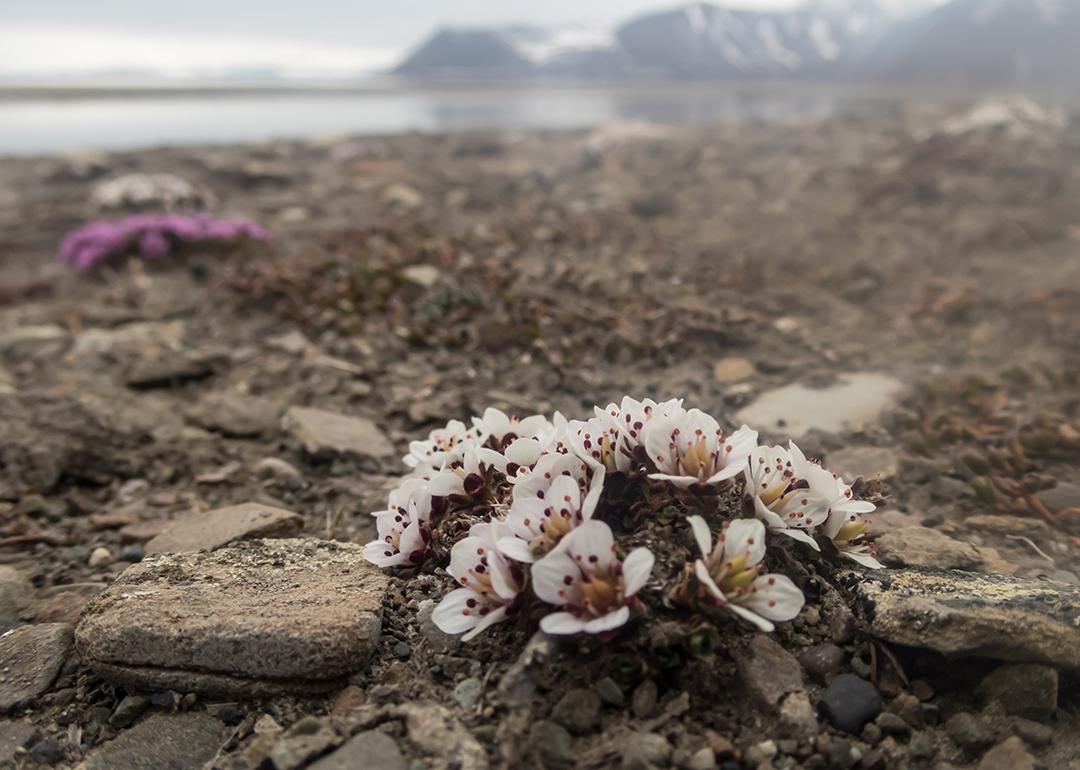 White and pink flowers on a barren rocky shore in Longyearbyen, Svalbard, Norway.