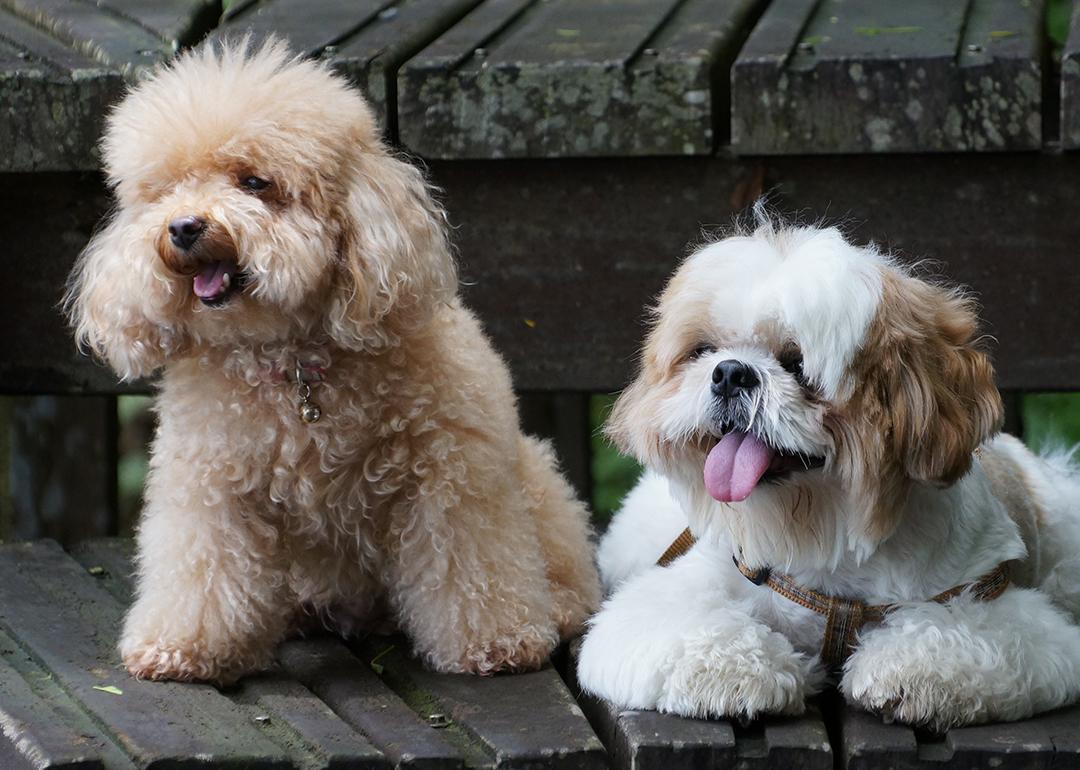 A toy poodle and shih tzu dog.