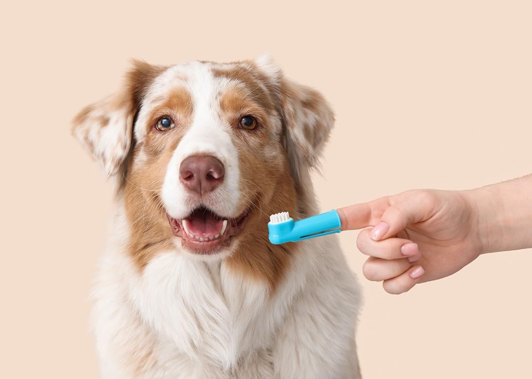 An Australian Shepherd dog and a silicone pet finger toothbrush on its owners' hand.