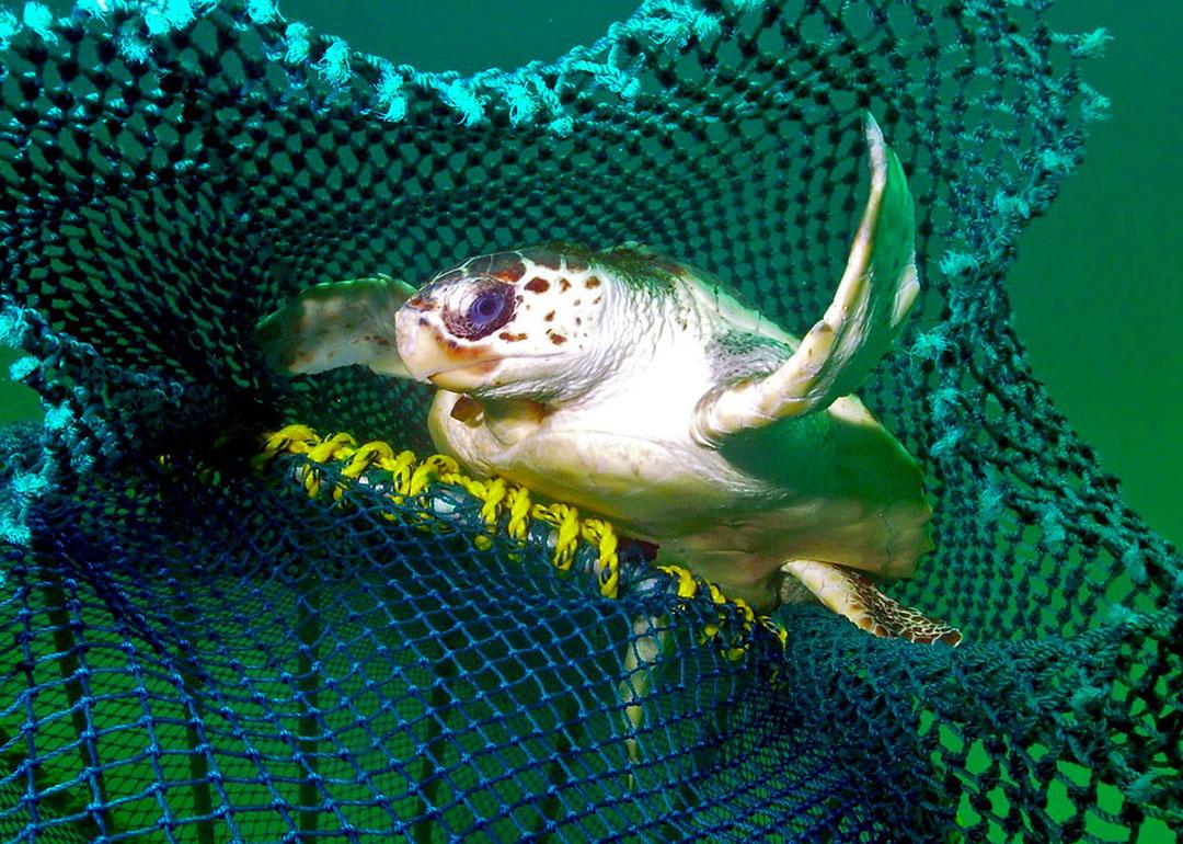 A turtle escapes from a net via a turtle excluder device. The contraptions direct the creatures to an opening without letting shrimp — the target catch — get away.