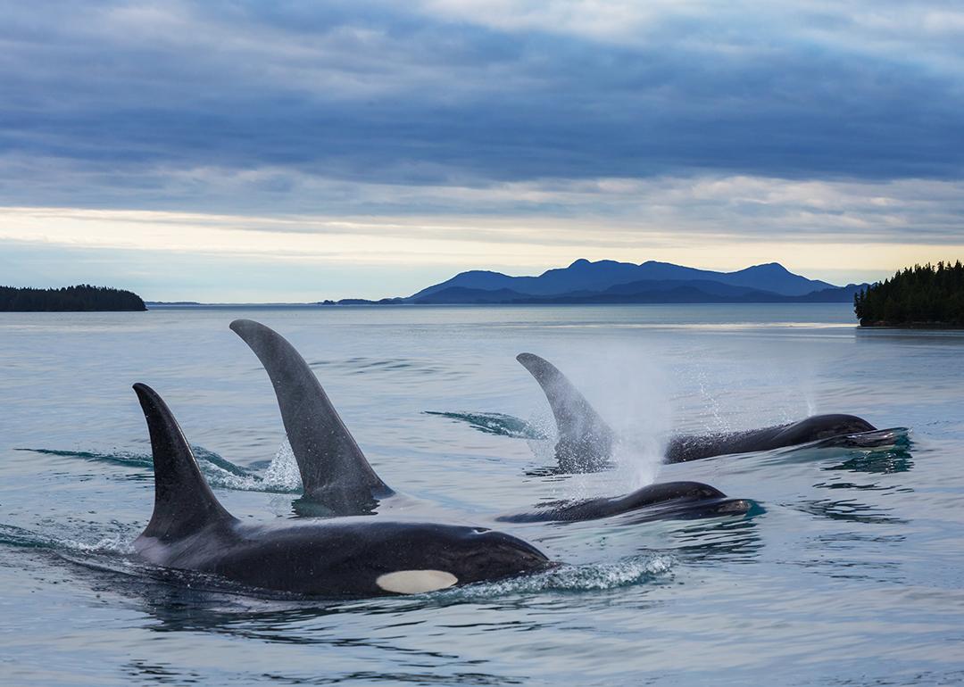 A group of orcas in Alaska.