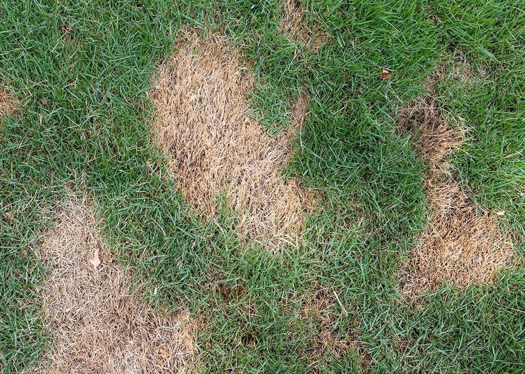 A lawn grass with brown patchy spots.