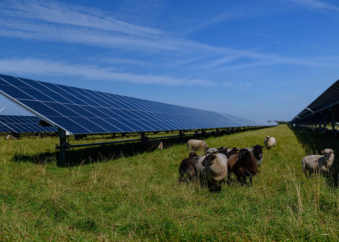 Sheeps standing next to a field of solar panels an windmill in the distance depicting the agrivoltaics concept that involves the shared use of land for solar parks and sheep grazing. 