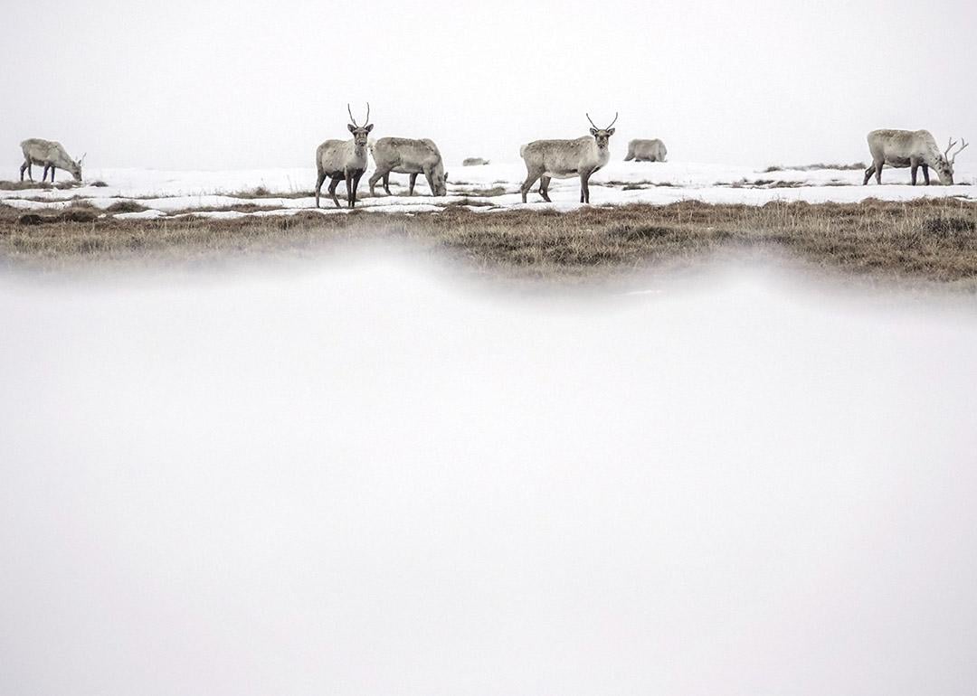 A caribou seen at Teshekpuk Lake in North Slope Borough, Alaska, USA.