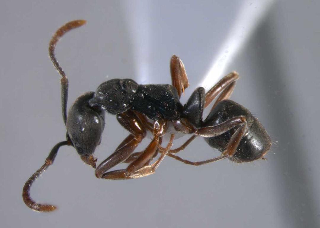 Close up view of an Asian Needle Ant worker on a gray background.
