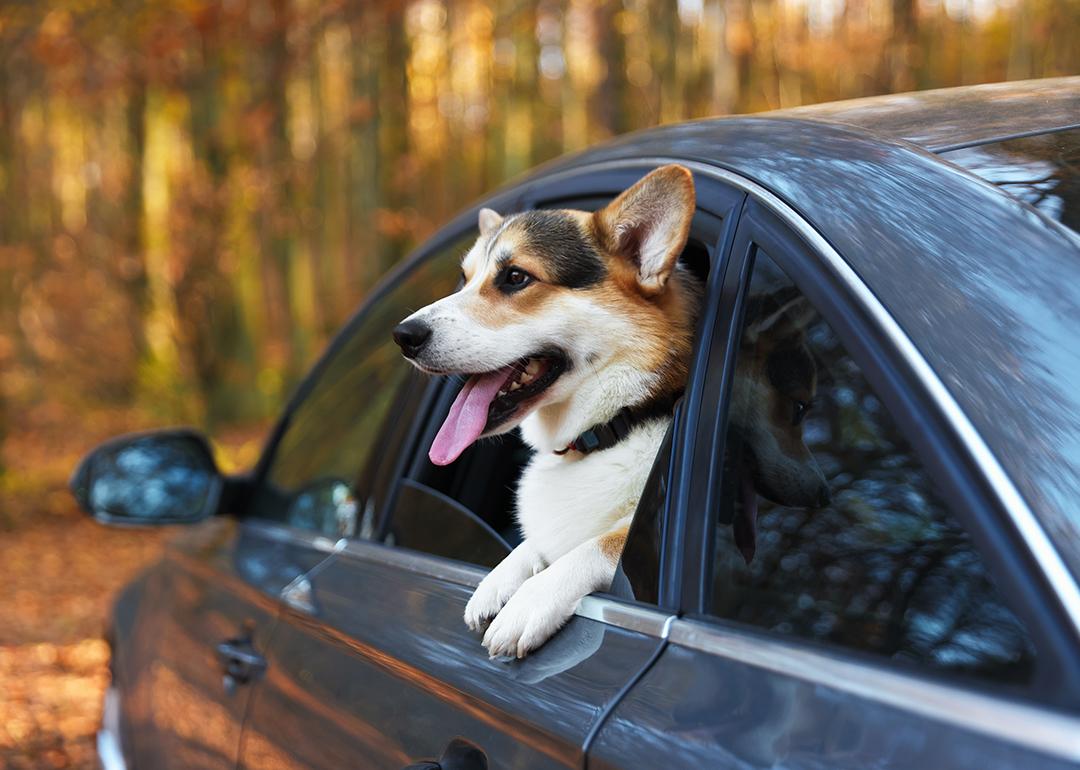 A corgi dog peeking out of a car window.
