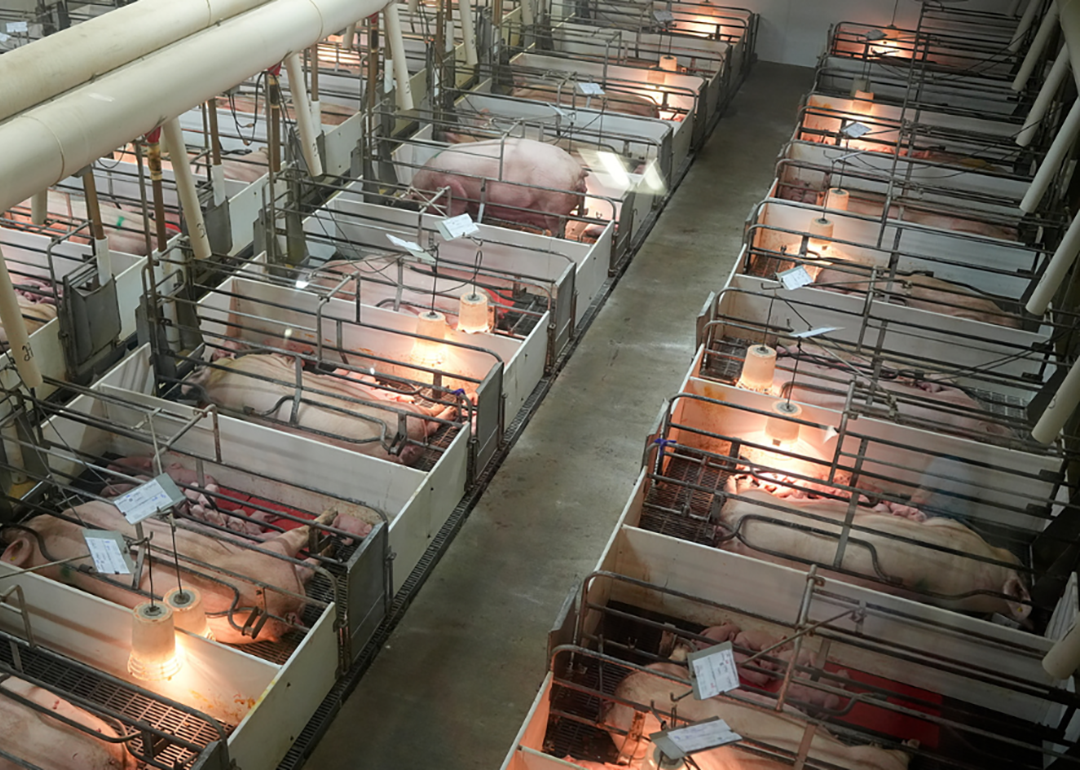 An indoor pig farm with farrowing crates holding sows or mother pigs after giving birth.