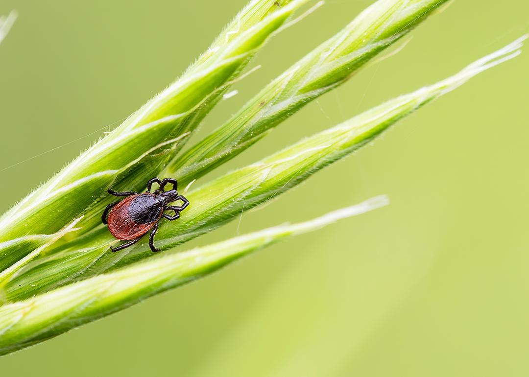 A small common tick on a green grass.