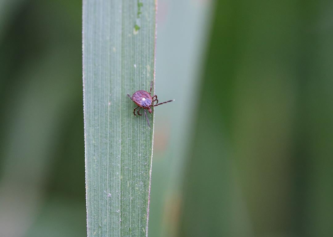 A close-up shot of a lone star tick, or Amblyomma americanum, collected in Maryland, USA.