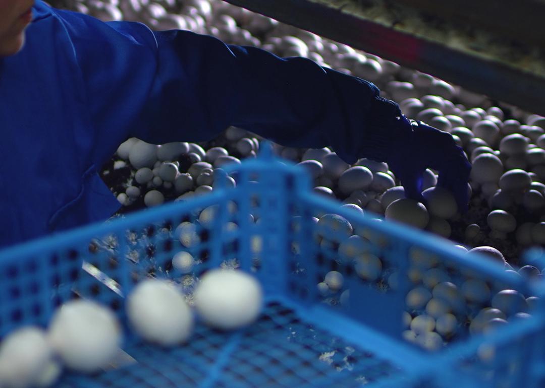 A person wearing a rubber glove to pick up fresh champignons into containers in a mushroom growing plant.